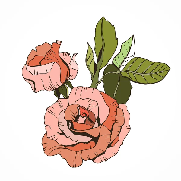 Hermosas rosas aisladas, melocotón — Archivo Imágenes Vectoriales