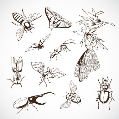 Insect Set, hand Drawn