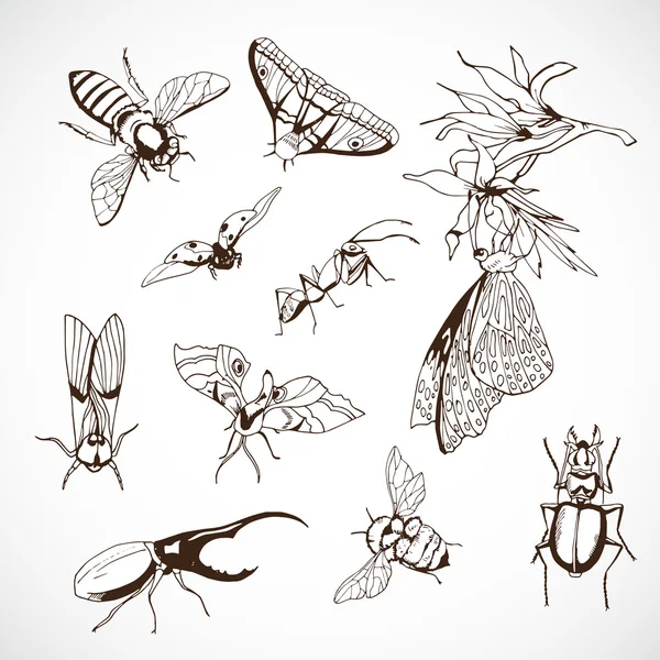 Insektenset, handgezeichnet — Stockvektor