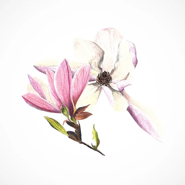 Magnolia, barevné tužky, Ruční kresba — Stockový vektor