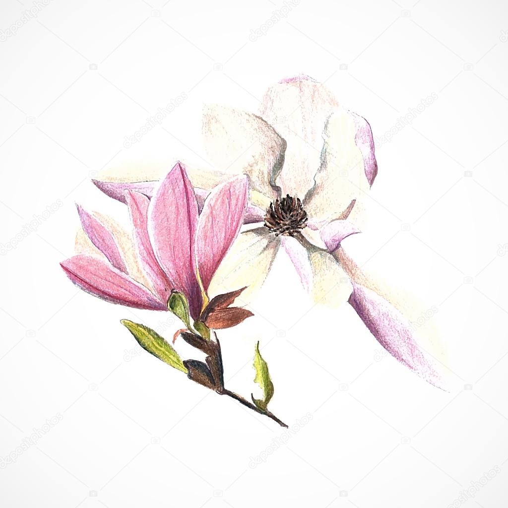 Magnolia Fiori sullo stelo disegno con matite colorate a mano — Vettoriali di nurofina
