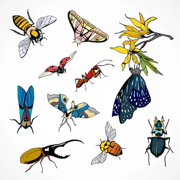 Conjunto de insetos vetores coloridos —  Vetores de Stock