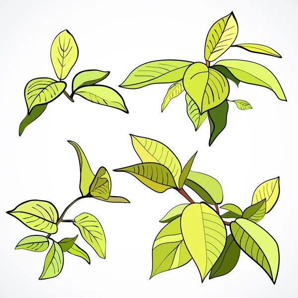 Conjunto de ramas con hojas verdes frescas — Vector de stock
