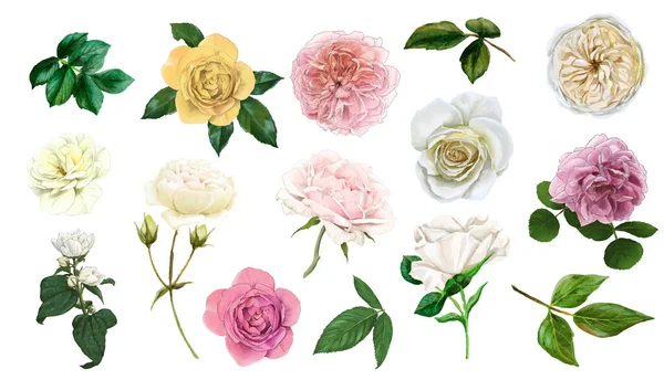 Conjunto de rosas inglesas suaves, vector dibujado a mano — Vector de stock