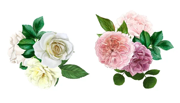 Bouquets brancos e rosa, rosas inglesas, desenhados à mão —  Vetores de Stock