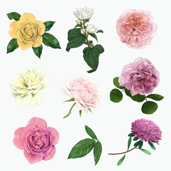 Conjunto de rosas inglesas suaves, vector dibujado a mano Vectores De Stock Sin Royalties Gratis