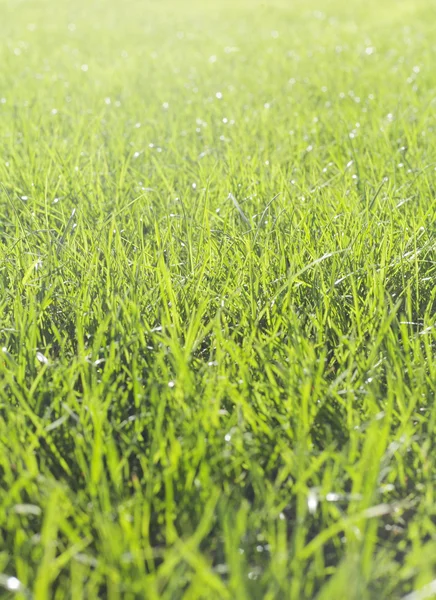 Perfect green grass texture — Stock Photo, Image