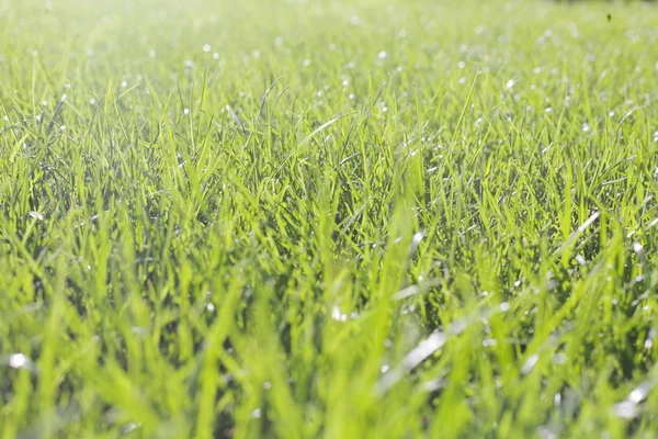 Перфектная текстура зеленой травы — стоковое фото