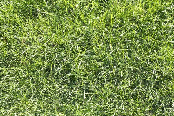 Perfect green grass texture — Stock Photo, Image