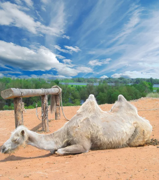 Camel i Saharaöknen — Stockfoto