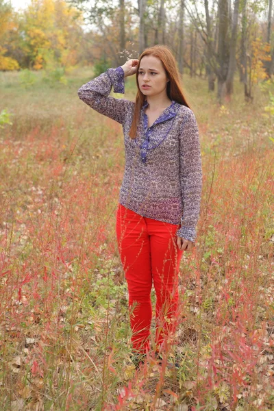 Piękny rudy w jesień łąka — Zdjęcie stockowe