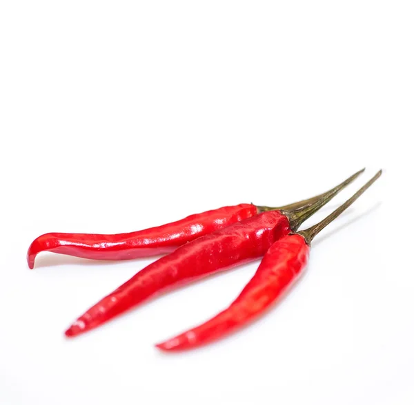 Árbol rojo chile pimienta aislado en el gris claro —  Fotos de Stock