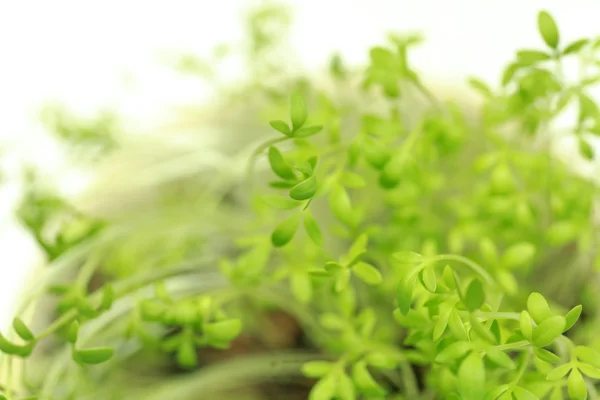 Hierba verde fresca poco profunda DoF — Foto de Stock