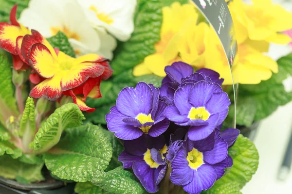 Όμορφα μωβ λουλούδια βιολετί — Φωτογραφία Αρχείου
