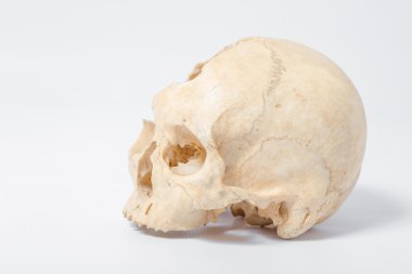 İnsan kafatasının yan görünümü