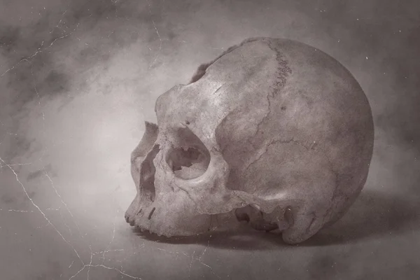 Side view of human skull old photo — Stock Photo, Image