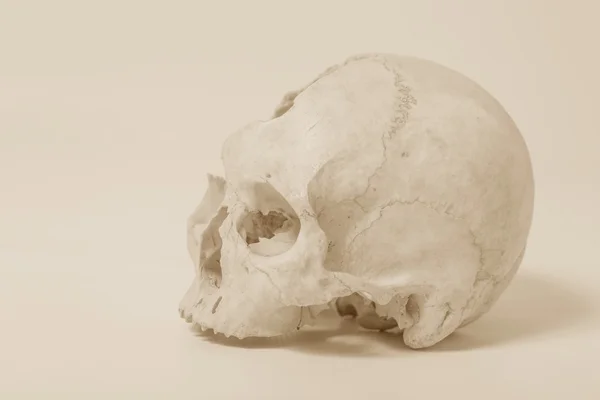 Side view of human skull — Stock Photo, Image