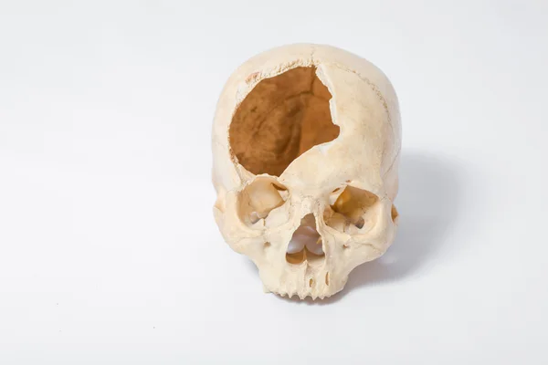 Side view of human skull — Stock Photo, Image