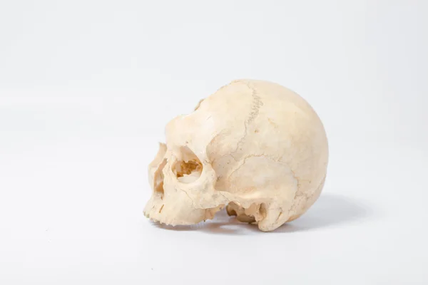 Вид сбоку на человеческий череп — стоковое фото