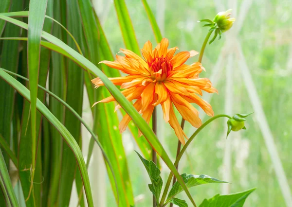 Krysantemum blomma växt — Stockfoto