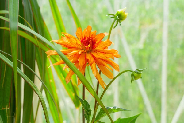 Krysantemum blomma växt — Stockfoto