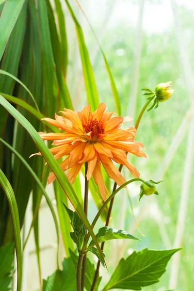 菊の花植物 — ストック写真