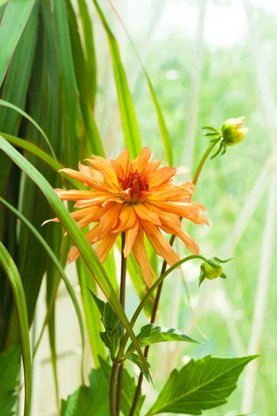 Crisântemo flor planta — Fotografia de Stock