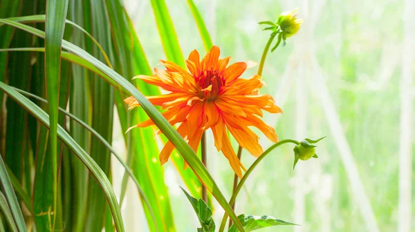 국화 꽃 식물 — 스톡 사진
