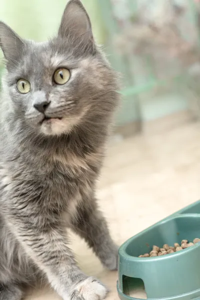 猫吃的食物 — 图库照片