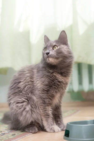 Tvář šedá kočka — Stock fotografie