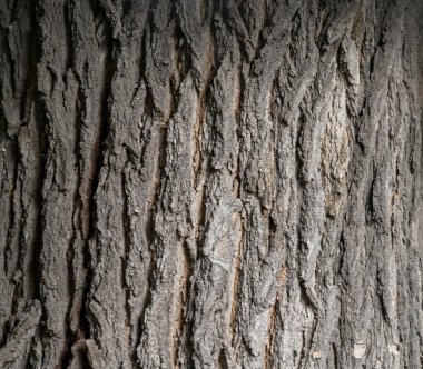Ağaç kabuğu dokusu