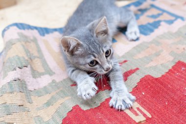 Gri kedi yavrusu oynamak ve de ön duvar kapma