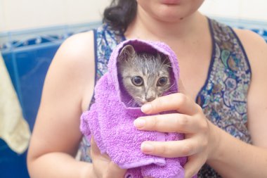 Kitten - wet cat in a towel after bath clipart