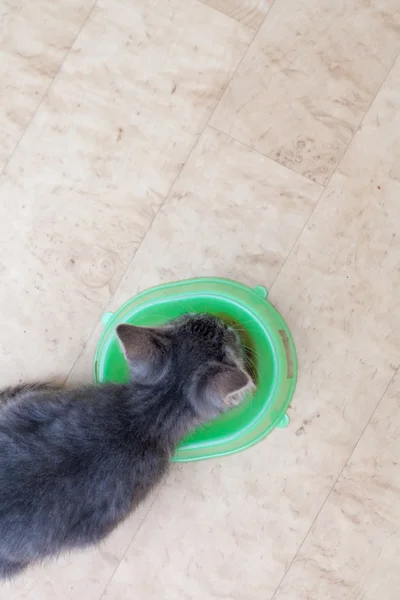 Kitten eating — Stock Photo, Image