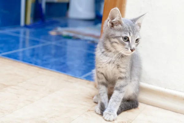 Gatinho sentado — Fotografia de Stock