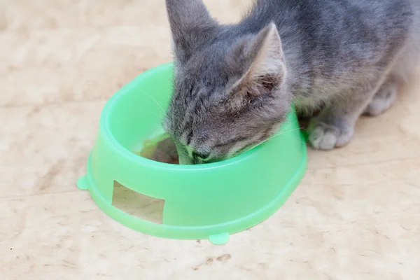 Kattunge äta — Stockfoto