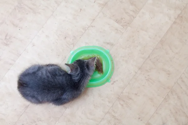 Котёнок ест — стоковое фото