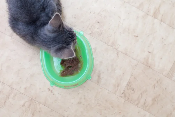 Kitten eating — Stock Photo, Image