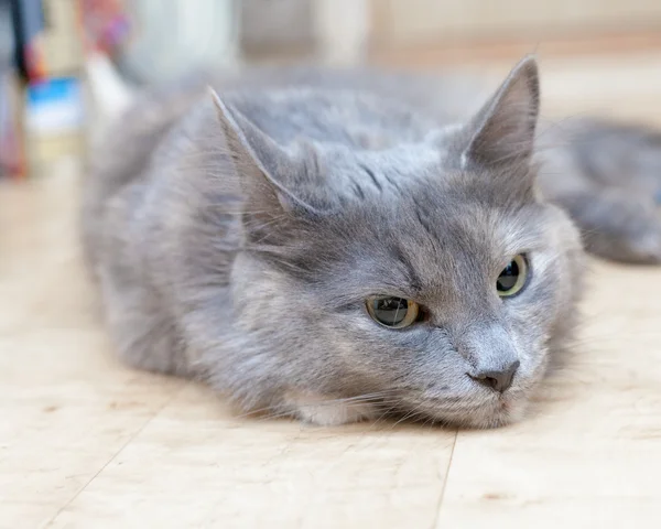 Gatito rayado gris con mueca —  Fotos de Stock