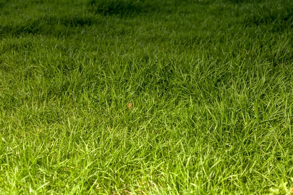 Fresh grass in the morning — Stock Photo, Image