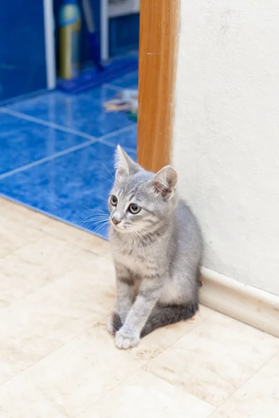Kotek siedzi — Zdjęcie stockowe