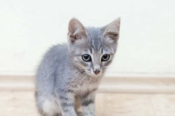 Gatito sentado —  Fotos de Stock