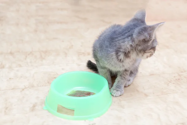 Yavru kedi yemek — Stok fotoğraf