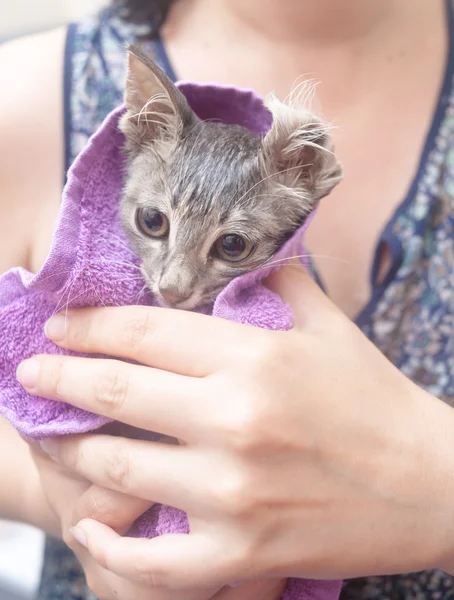 Wet cat in a towel after bath — Stock Photo, Image