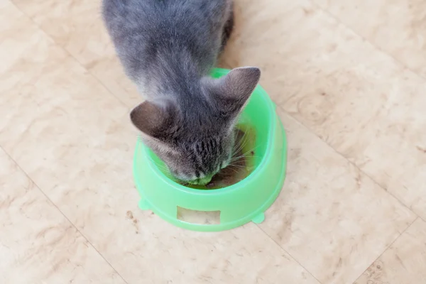 Gatito comiendo —  Fotos de Stock
