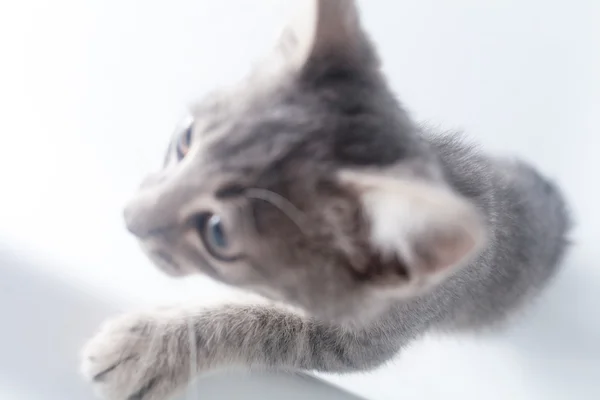 Gray kitten on a white background — Stock Photo, Image