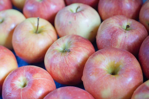 Many apples — Stock Photo, Image