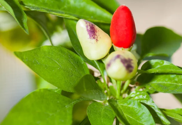 Pálivá paprika rostlina closeup interiéru — Stock fotografie