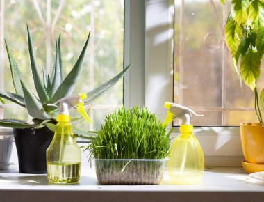 ev bitkileri ve püskürtücü penceresinde