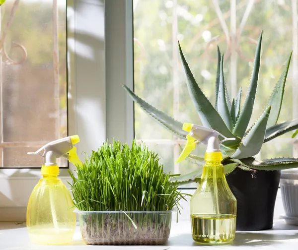 2 분무기 식물과 다른 홈-창틀에 냄비에 — 스톡 사진